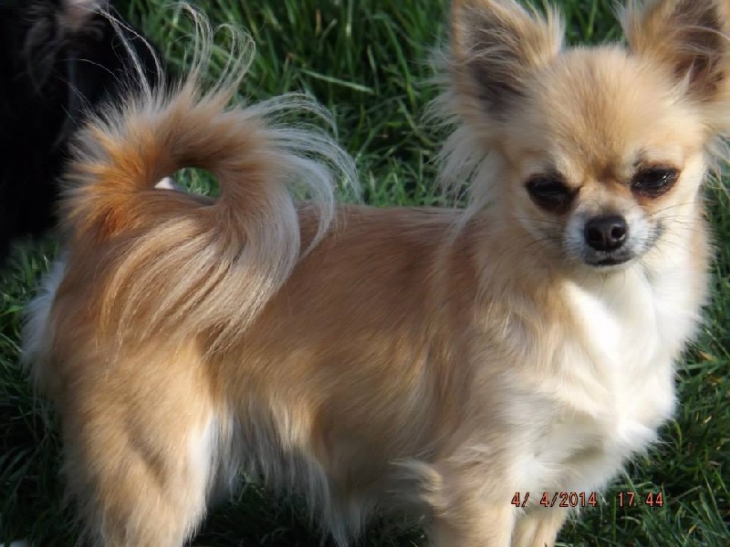 Datcha dite dolly des Korrigans de la Lande