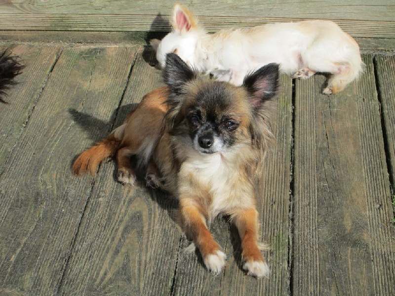 élfie Des embruns de la lande celte